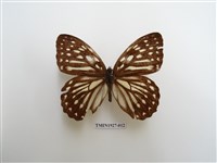 藏品(臺灣斑眼蝶)的圖片